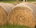 Budget Pasture Round Bales