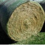 Tifton 85 Bermuda Grass Round Bales