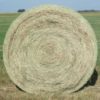 Tifton 85 Bermuda Grass Premium Round Bale