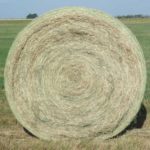 Tifton 85 Bermuda Grass Premium Round Bale