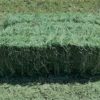 Tifton 85 Bermuda Grass Square Bale