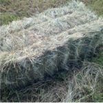 Johnson Grass Square Bales