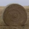 Johnson Grass Round Bale