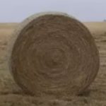 Johnson Grass Round Bale