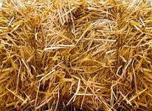 Wheat Straw Square Bale